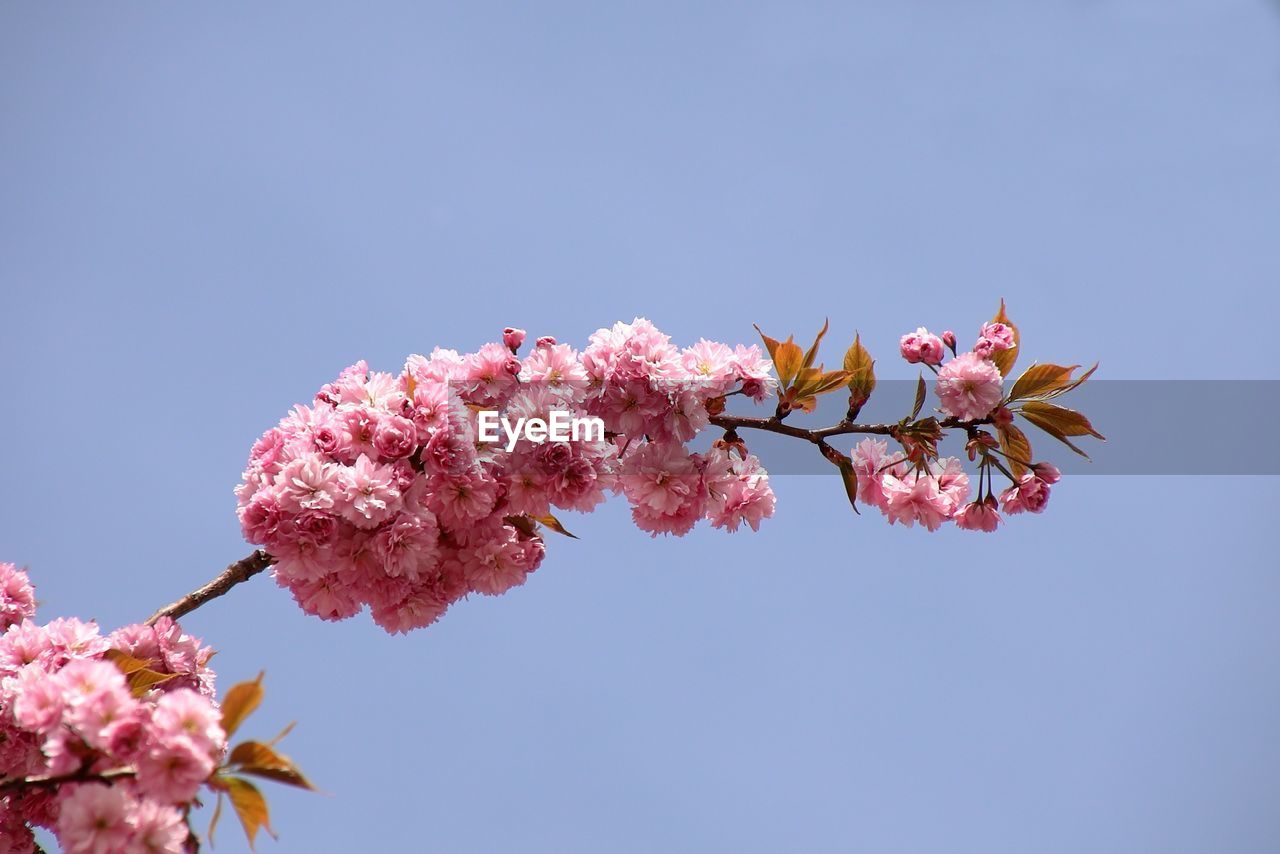 Beautiful tree with blossoms