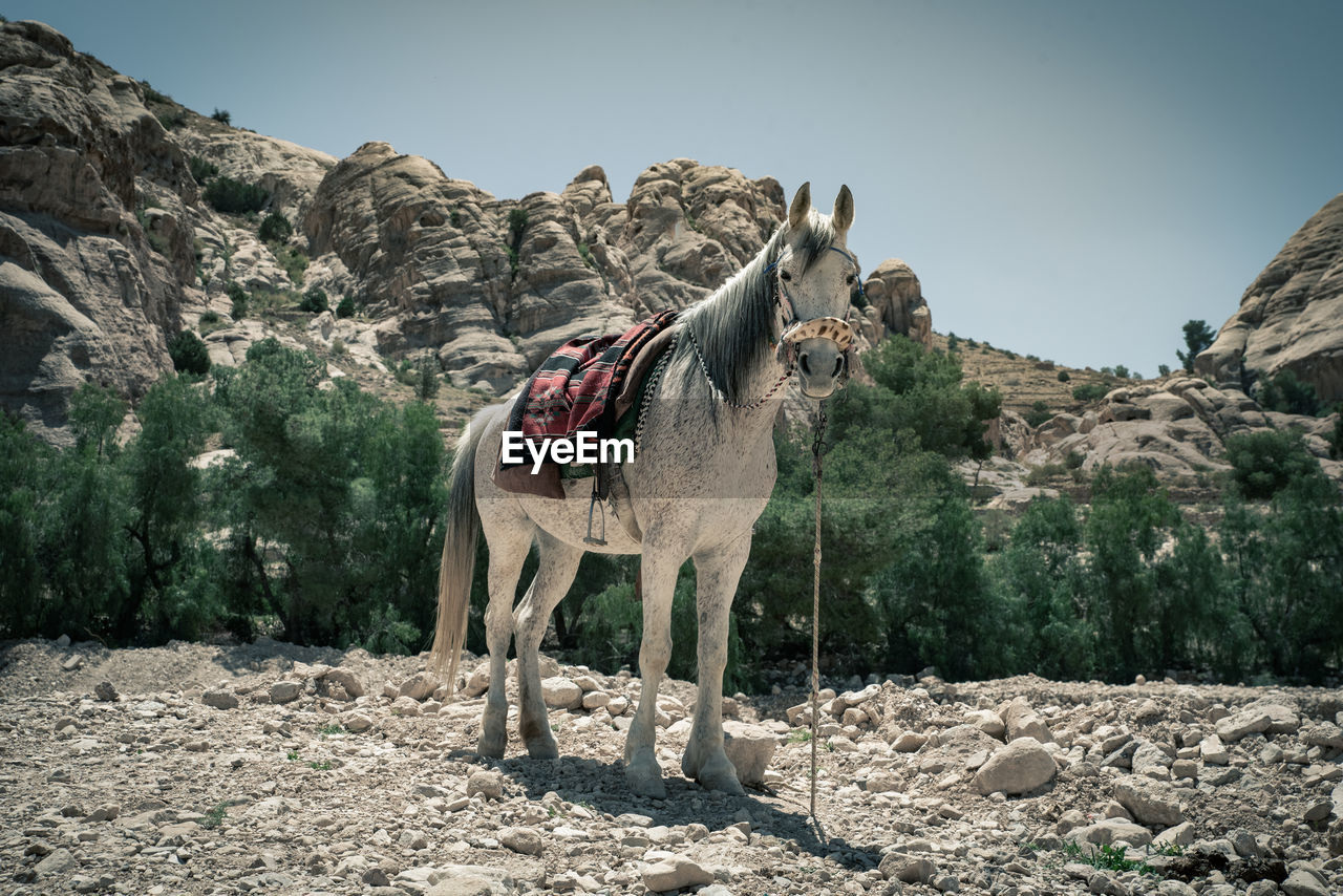 VIEW OF A HORSE ON MOUNTAIN