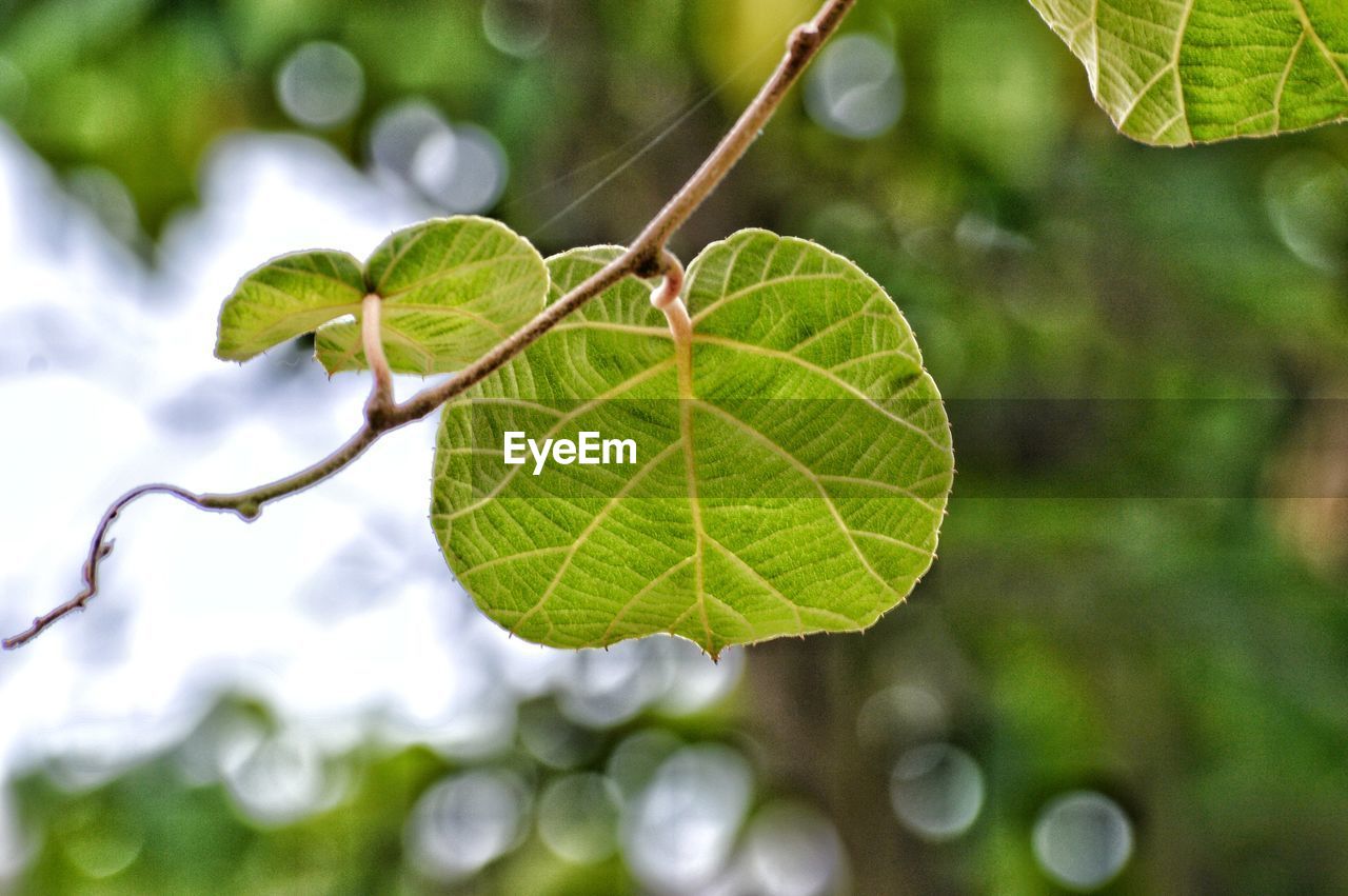 CLOSE-UP OF LEAF ON TREE