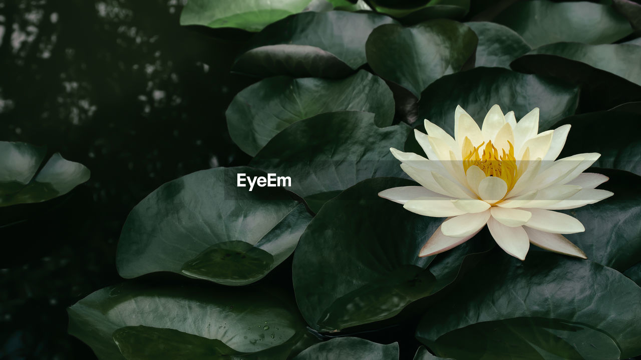 flower, flowering plant, plant, leaf, plant part, freshness, beauty in nature, aquatic plant, water lily, nature, petal, green, flower head, growth, inflorescence, close-up, fragility, lotus water lily, pond, water, no people, lily, outdoors, yellow, proteales