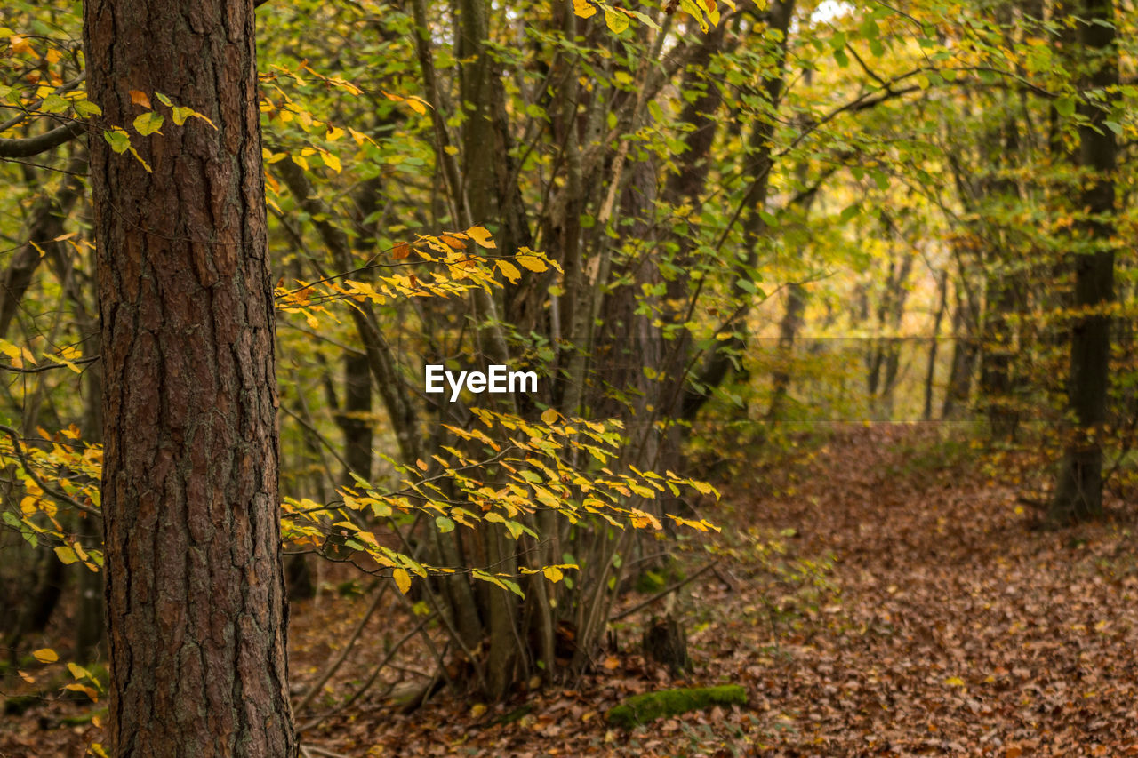 YELLOW TREES IN FOREST