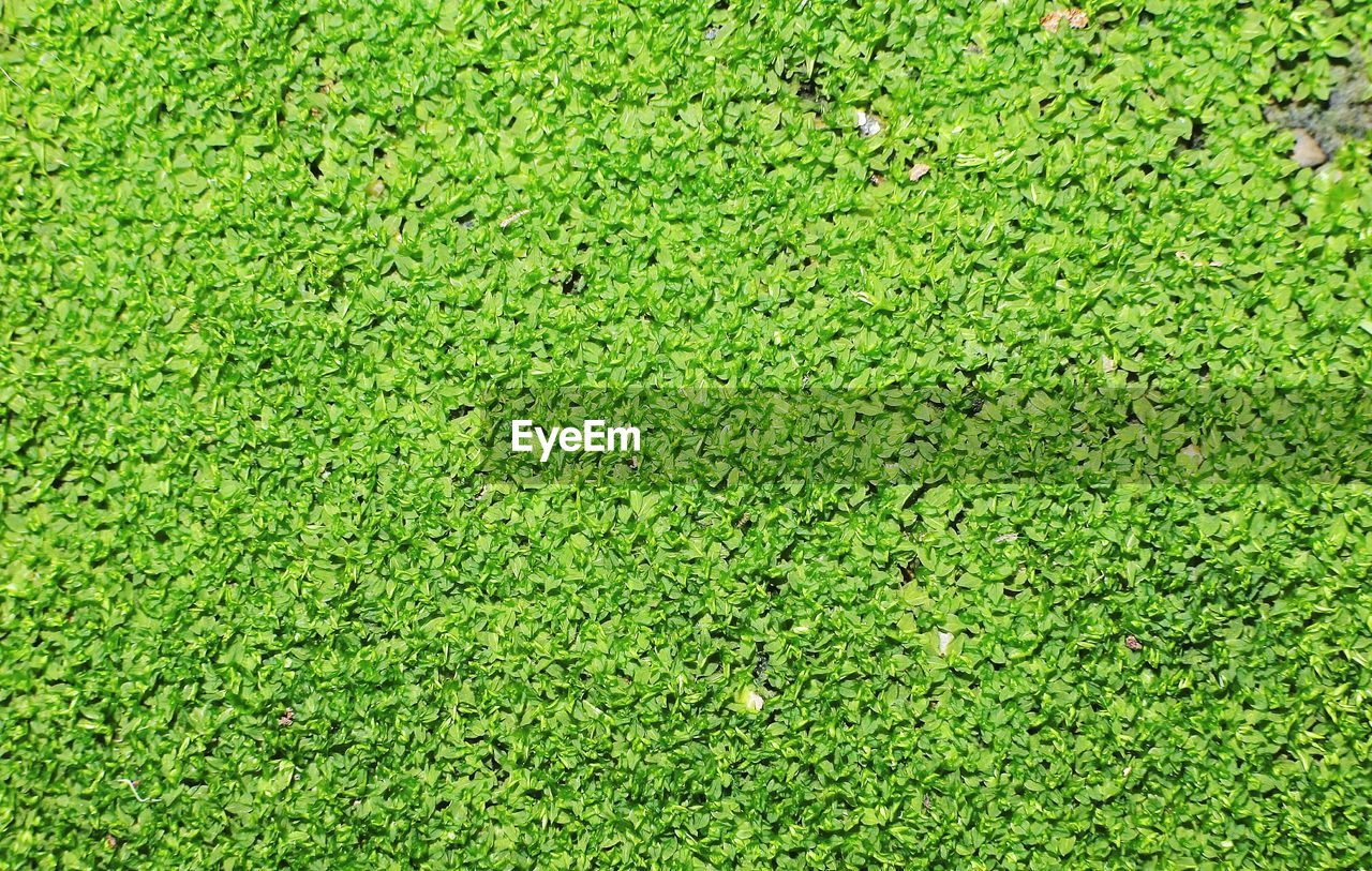 FULL FRAME SHOT OF GREEN LEAF