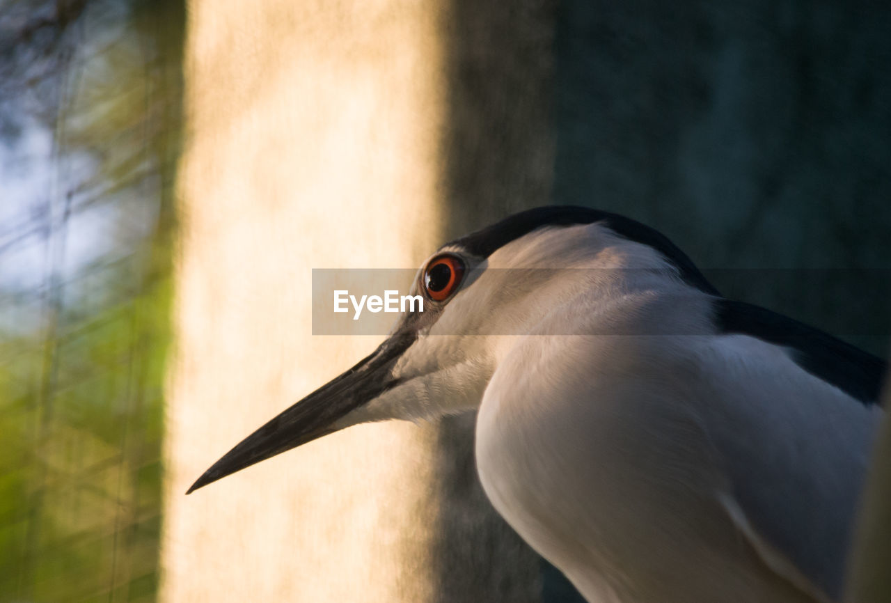 Low angle view of black crowned night heron