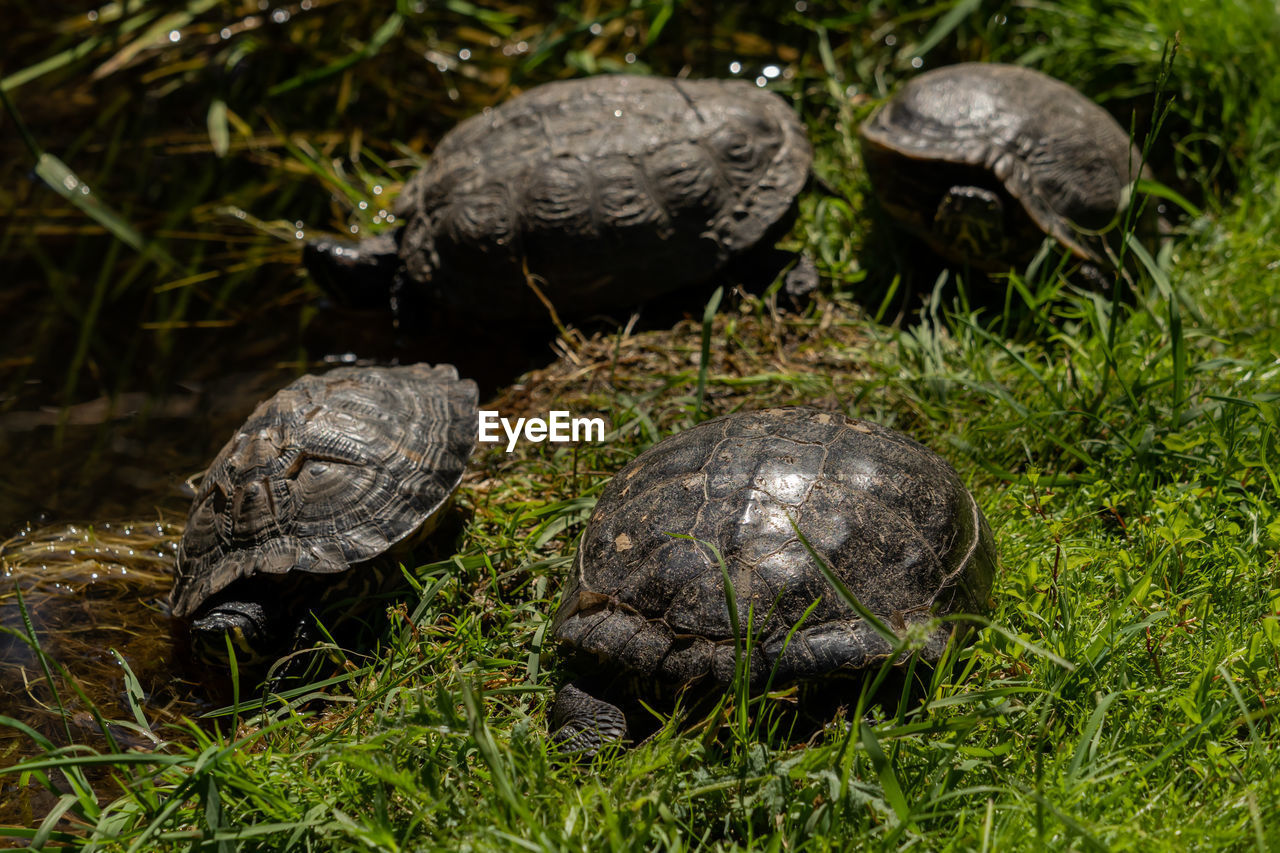 CLOSE-UP OF TURTLE ON GRASS