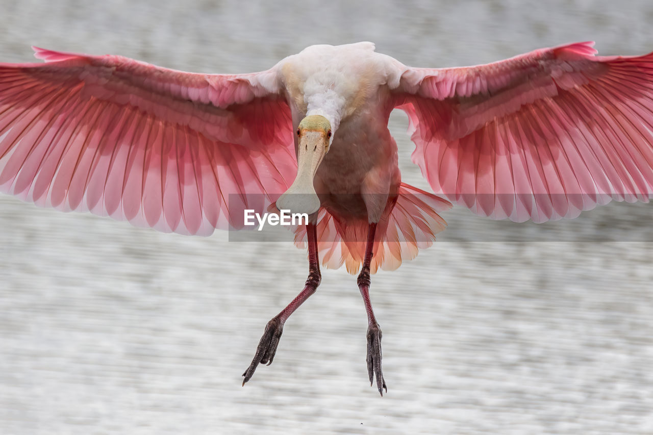 A roseate spoonbill coming in for a landing