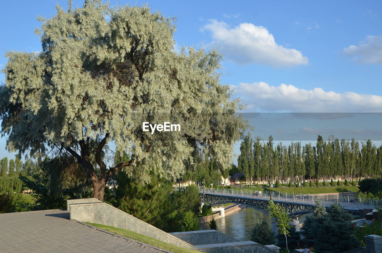 Trees in park