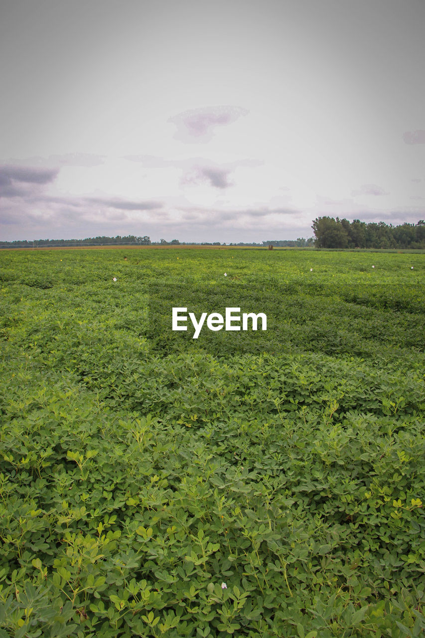 Scenic view of grassy field against cloudy sky