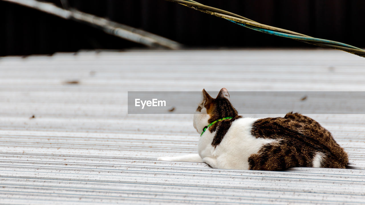 CAT SITTING ON A WOOD