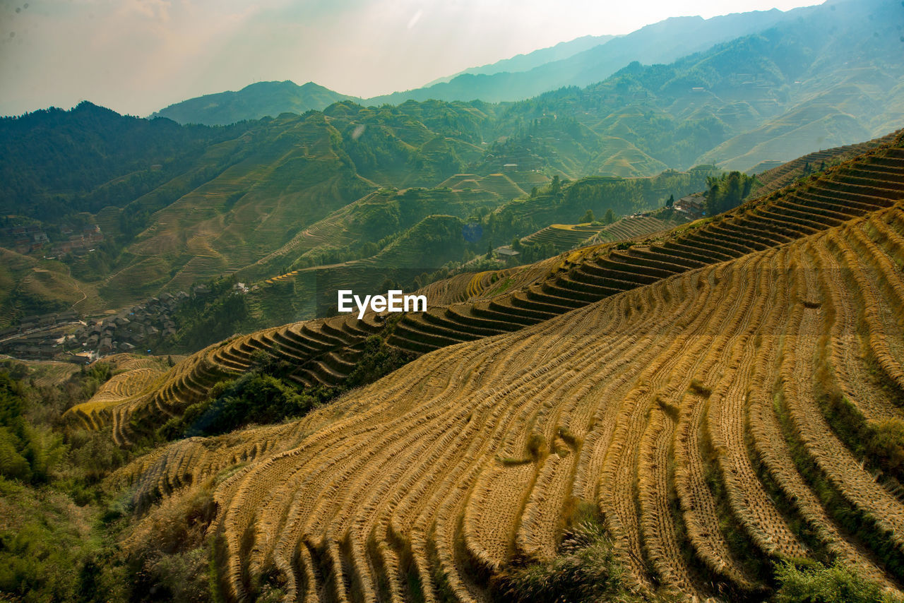 Scenic view of rice field against sky