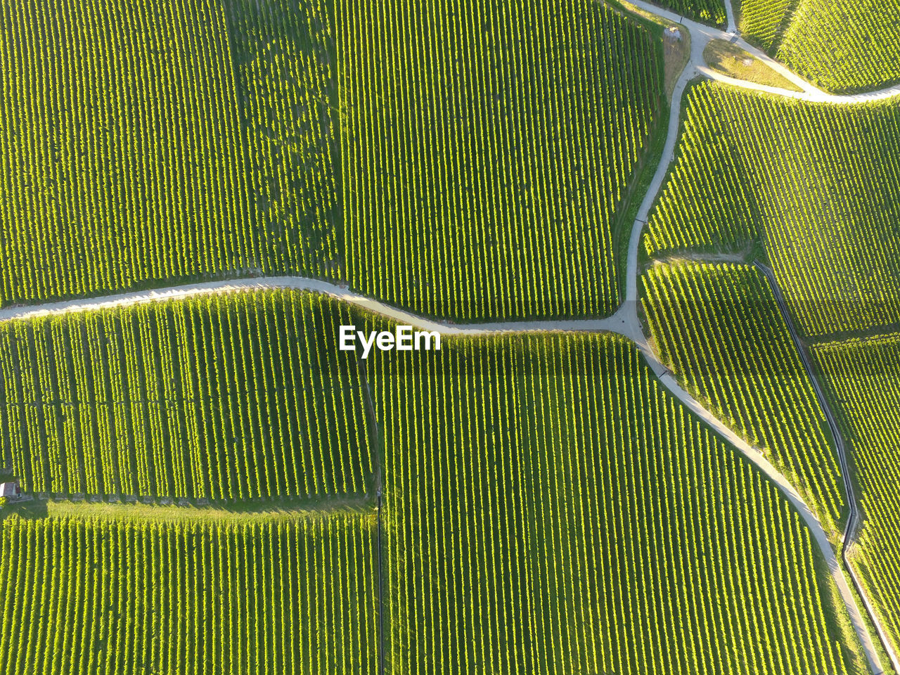 FULL FRAME SHOT OF AGRICULTURAL LANDSCAPE