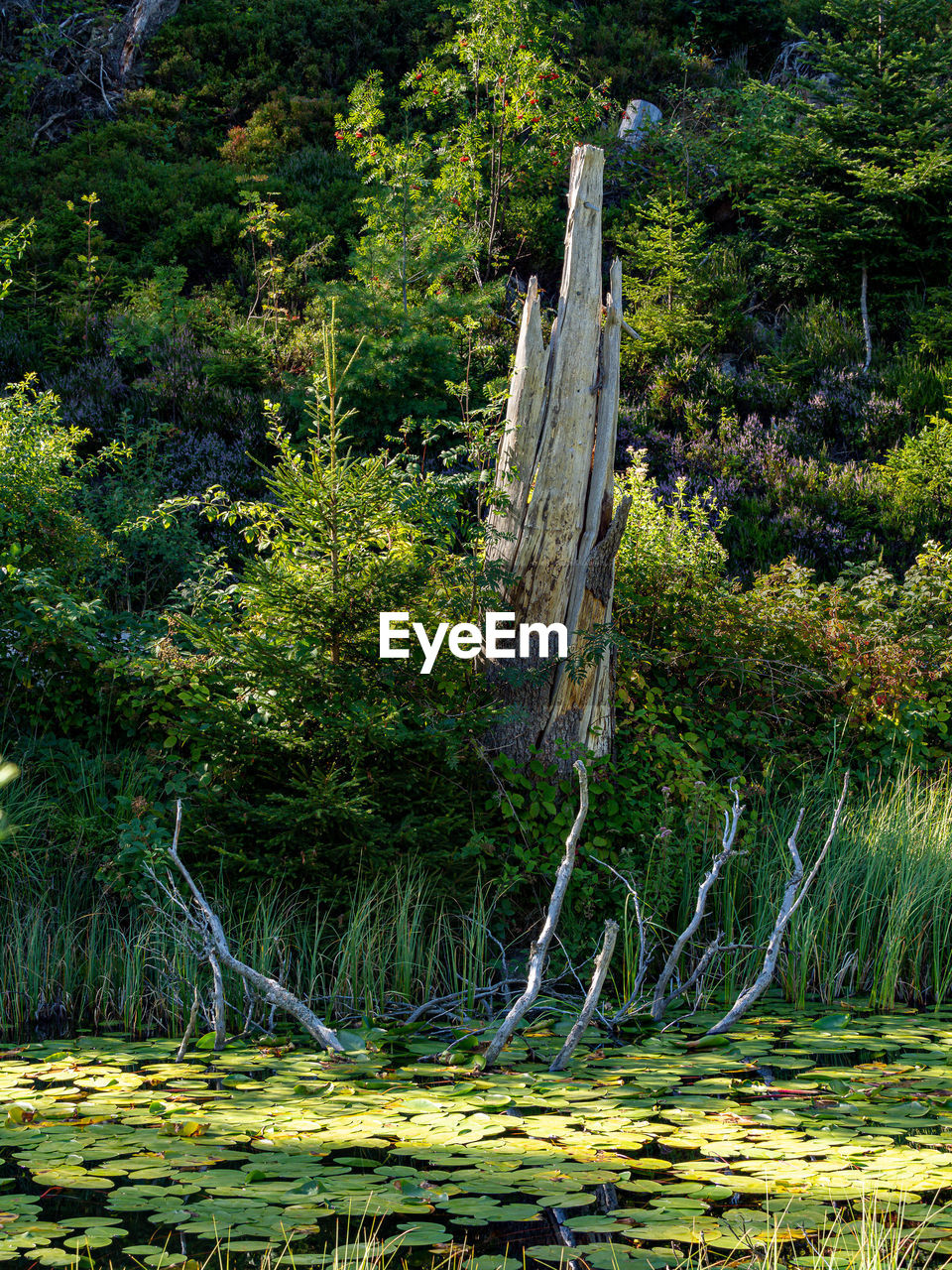 Trees by plants huzenbach tarn black forest karsee 