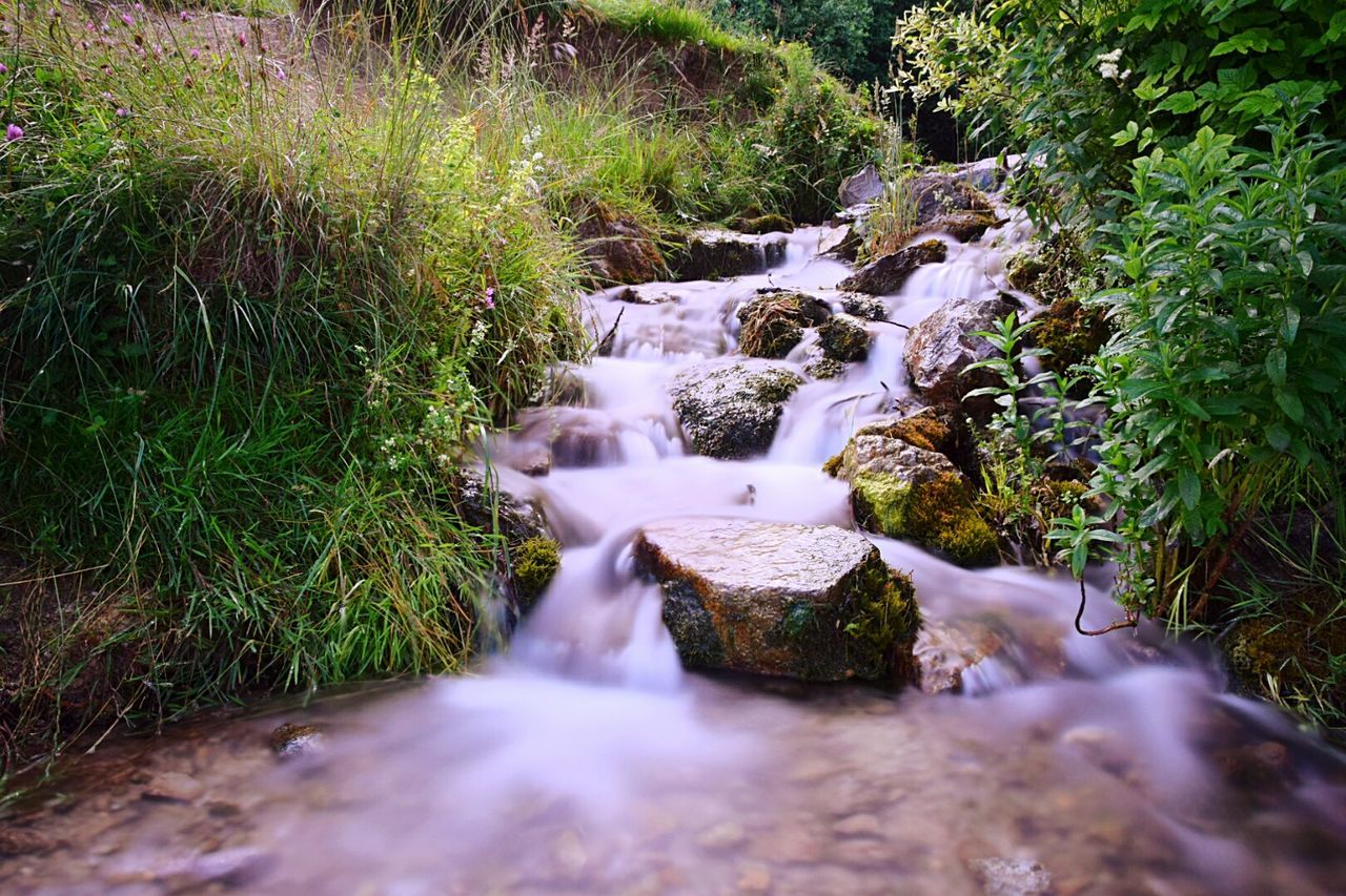 Stream flowing in forest