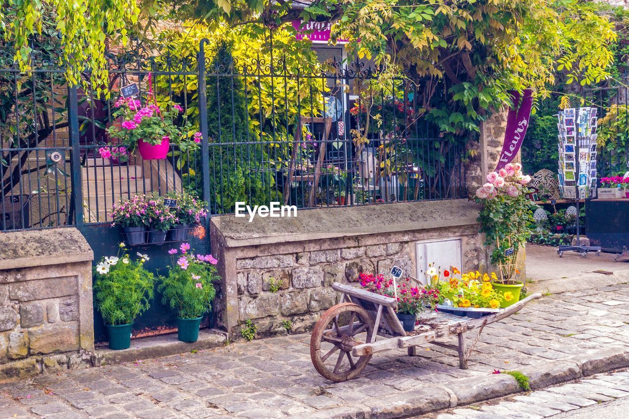 POTTED PLANTS IN YARD