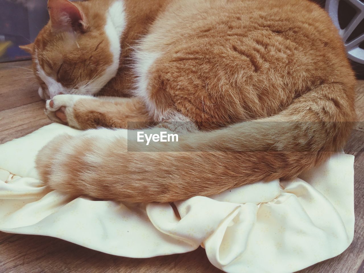 Close-up of ginger cat relaxing on fabric