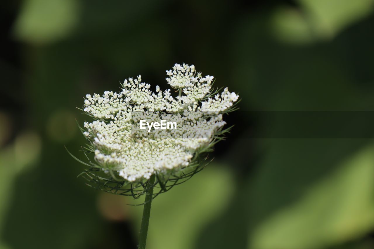 Close-up of white flowering plant