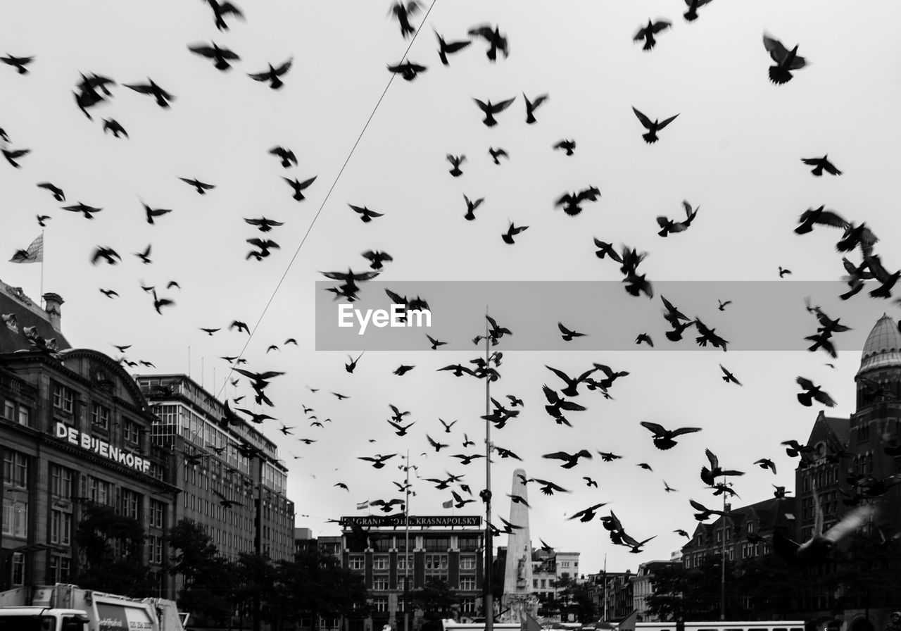 Birds over city