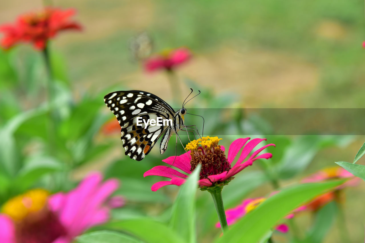 BUTTERFLY ON PINK FLOWER