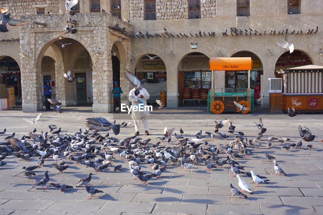 Flock of birds in a building