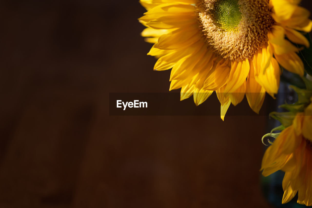 Close-up of yellow flowering plant