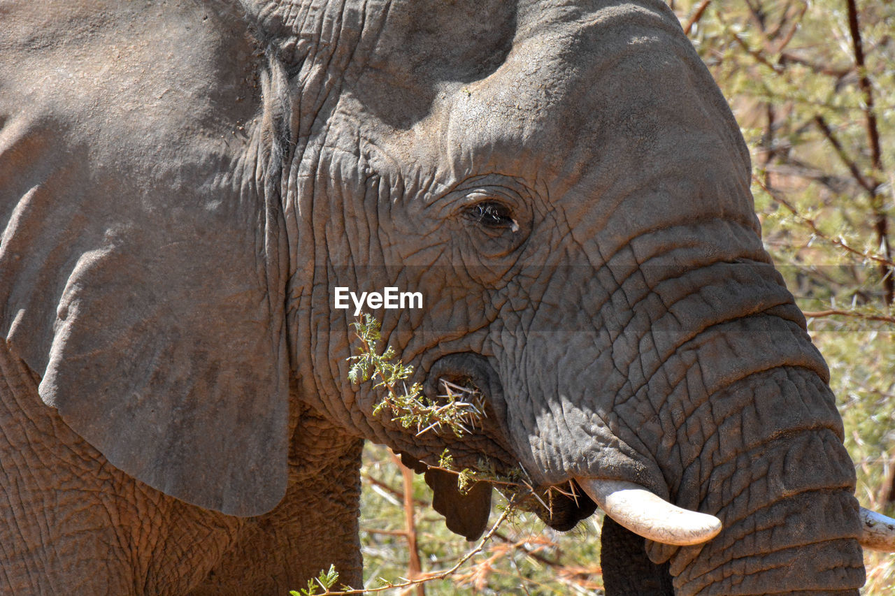 Close-up of elephant