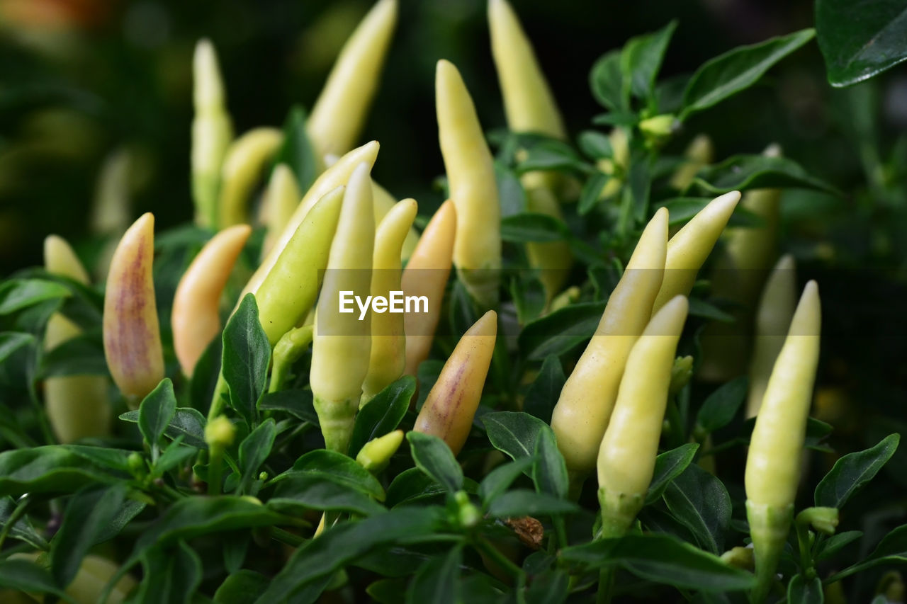 CLOSE-UP OF FRESH VEGETABLES