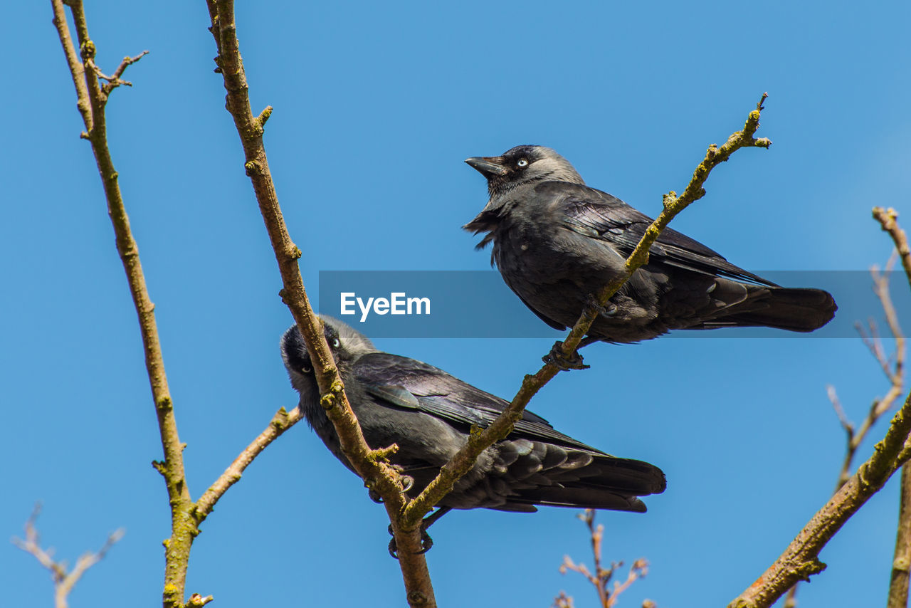 Low angle view of crows perching on branch