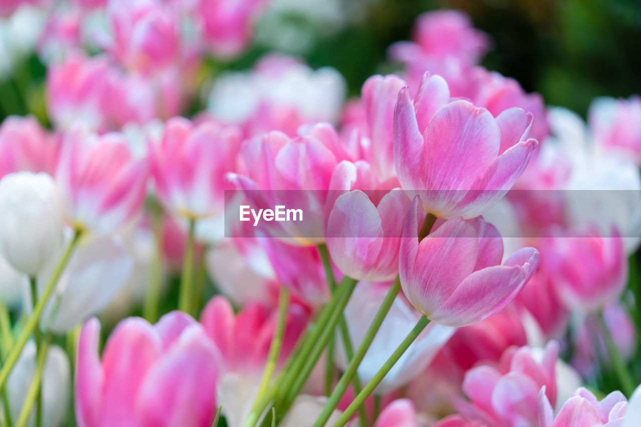 CLOSE-UP OF PINK TULIPS