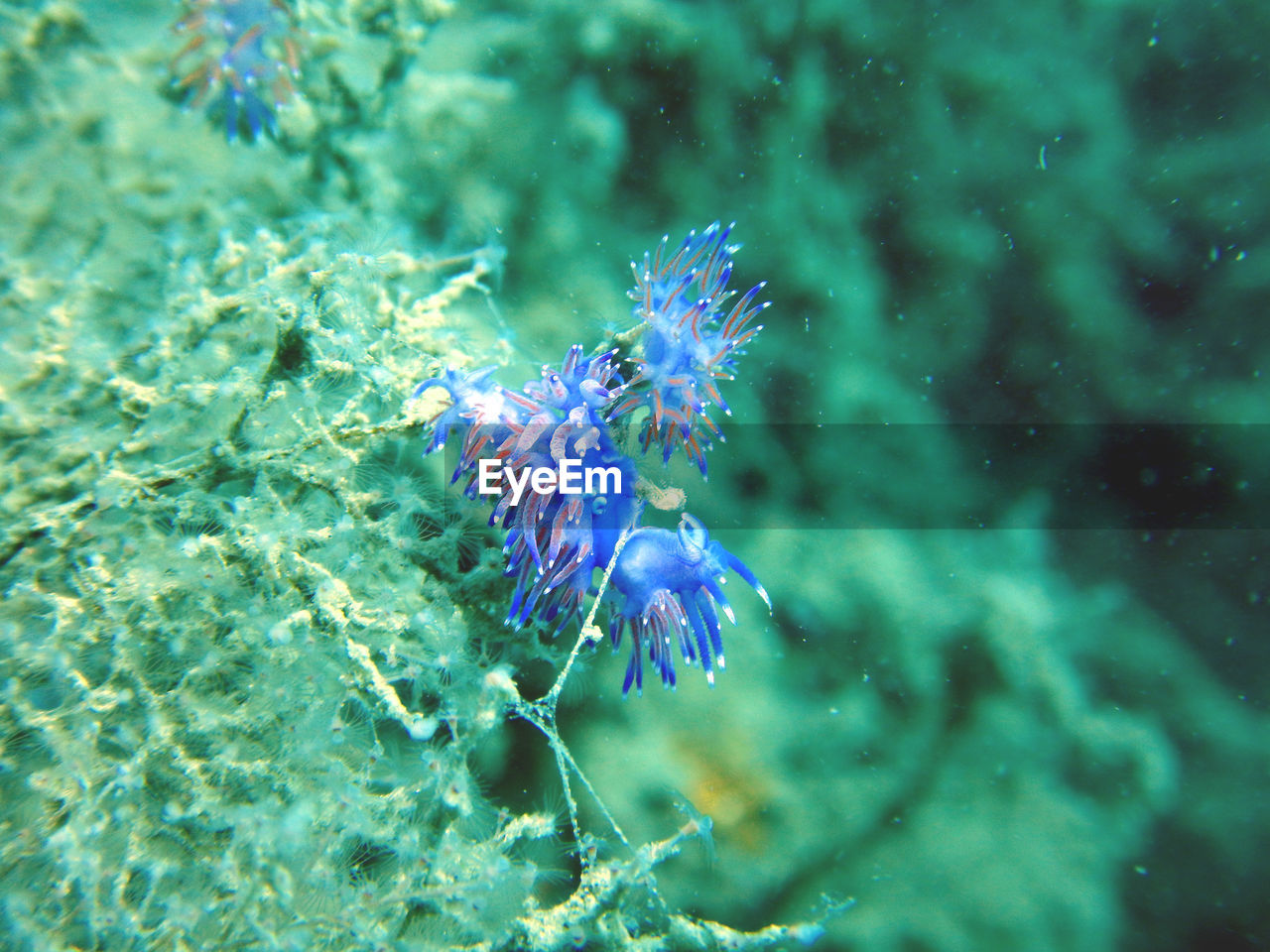 CLOSE-UP OF JELLYFISH UNDERWATER