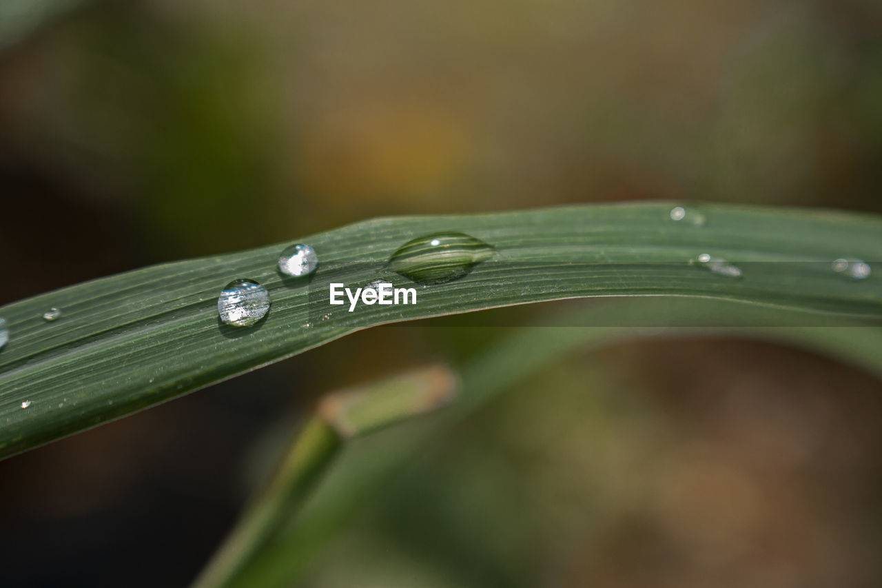 CLOSE-UP OF RAINDROPS ON PLANT