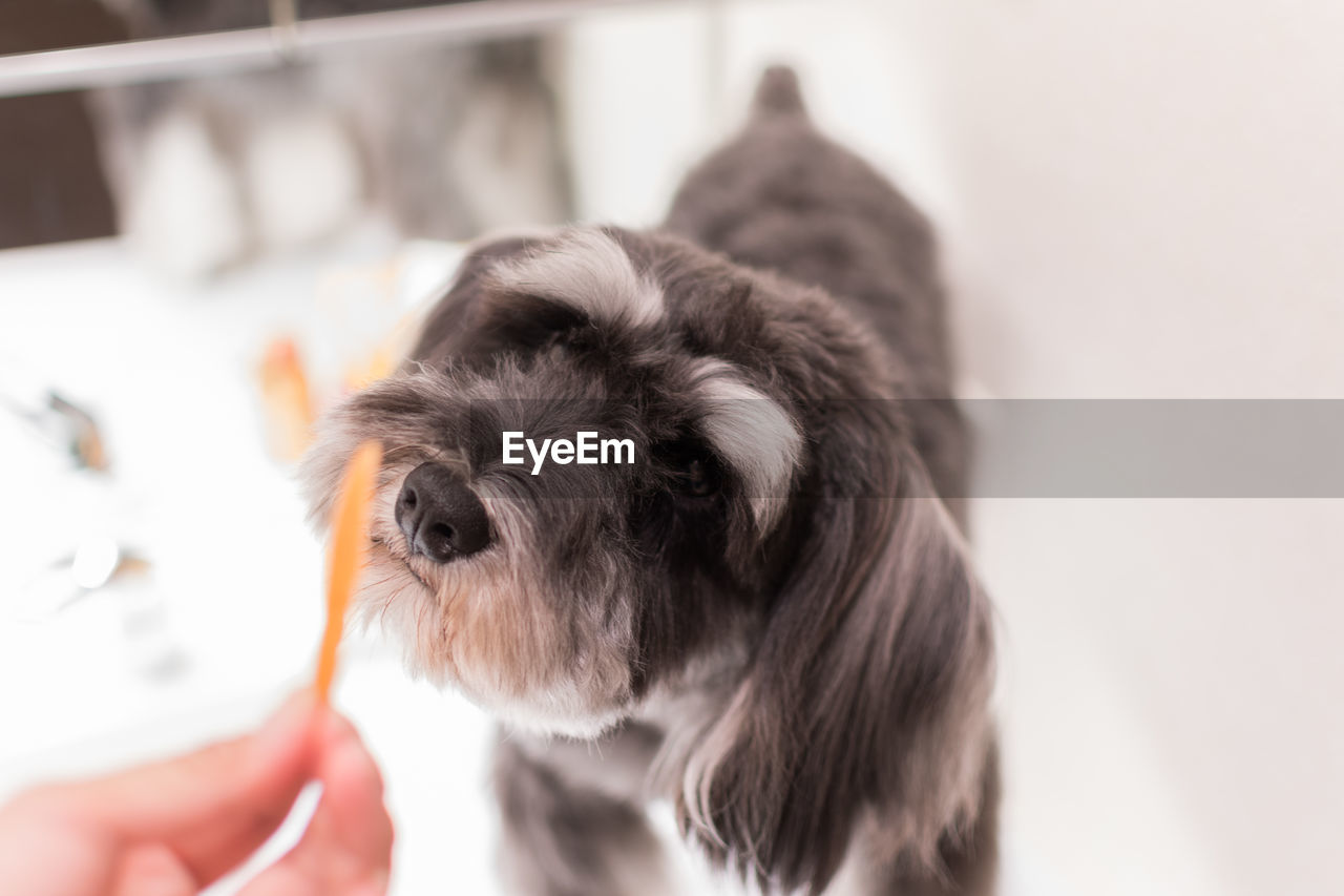 CLOSE-UP OF A DOG HOLDING HAND