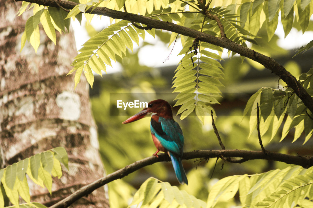 BIRD PERCHING ON TREE