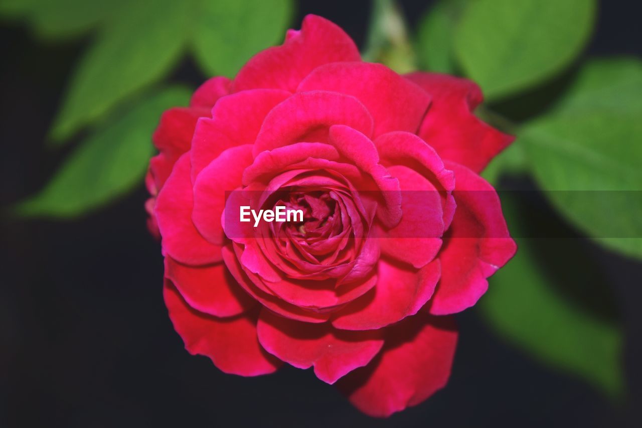 CLOSE-UP OF RED ROSE BLOOMING OUTDOORS