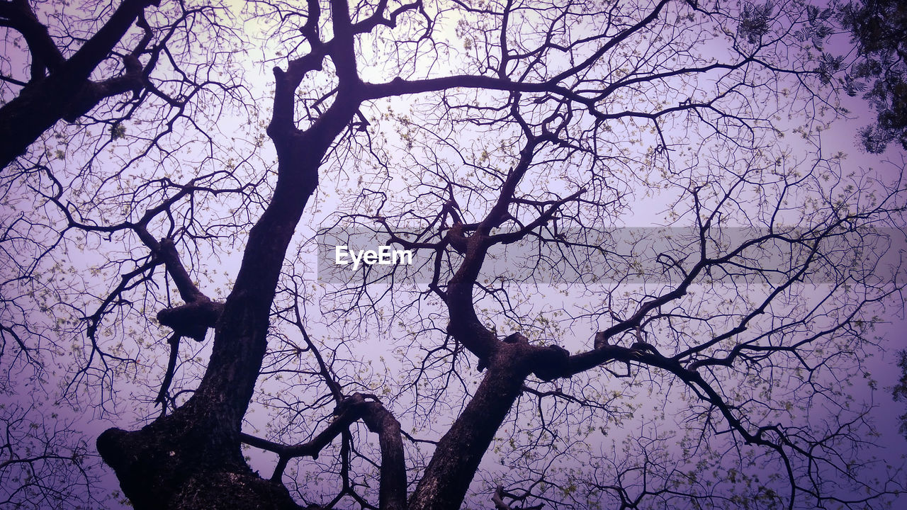 LOW ANGLE VIEW OF BARE TREES AGAINST SKY