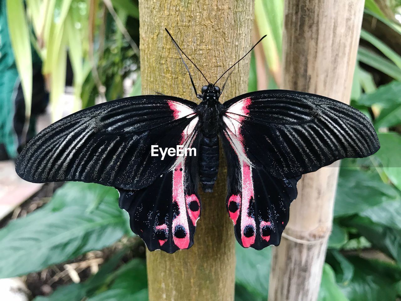 CLOSE-UP OF BUTTERFLY ON PLANT