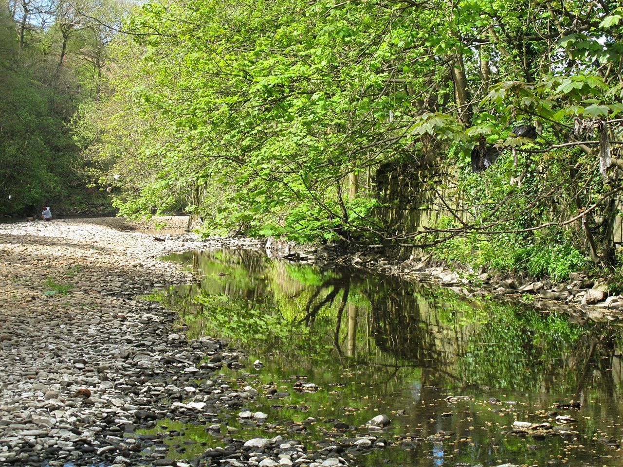 CLOSE-UP OF TREE TRUNK BY WATER