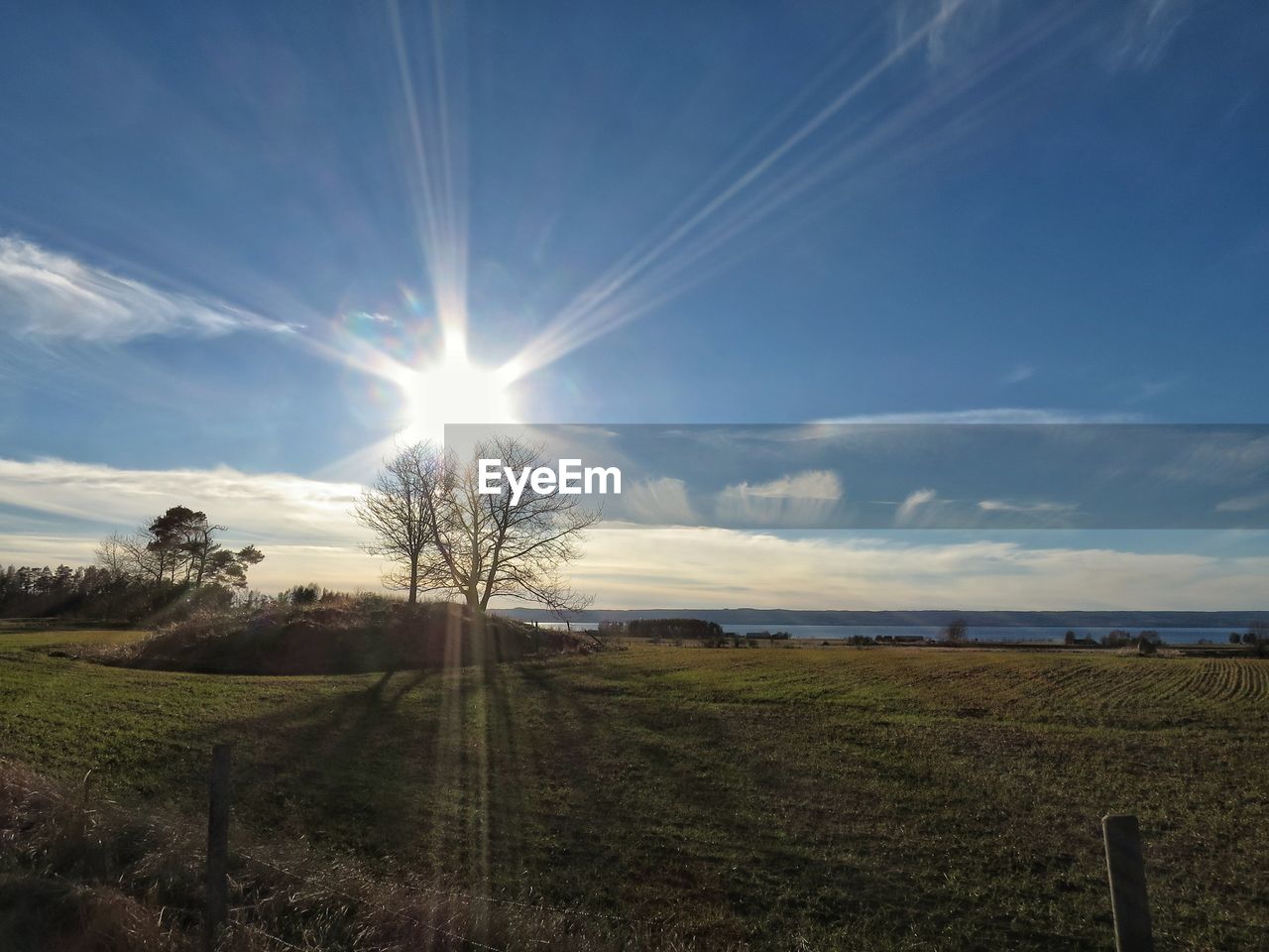 SUN SHINING THROUGH TREES ON LANDSCAPE