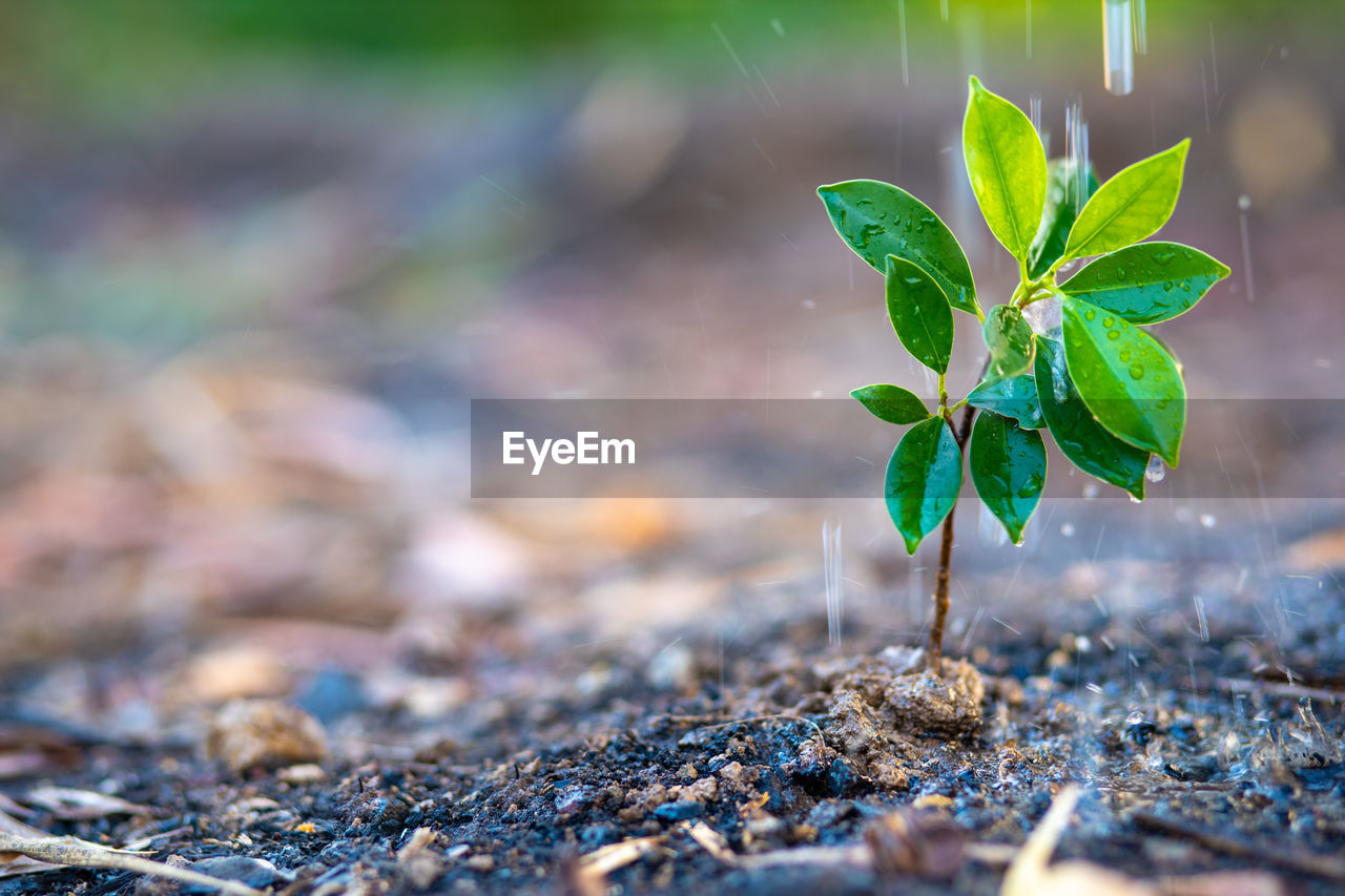 CLOSE-UP OF SMALL PLANT ON FIELD