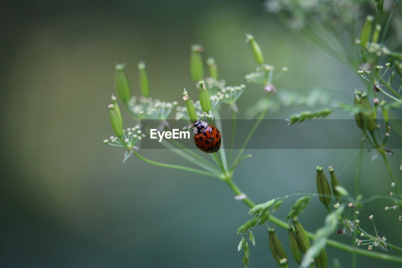 CLOSE-UP OF LADYBUG ON PLANT