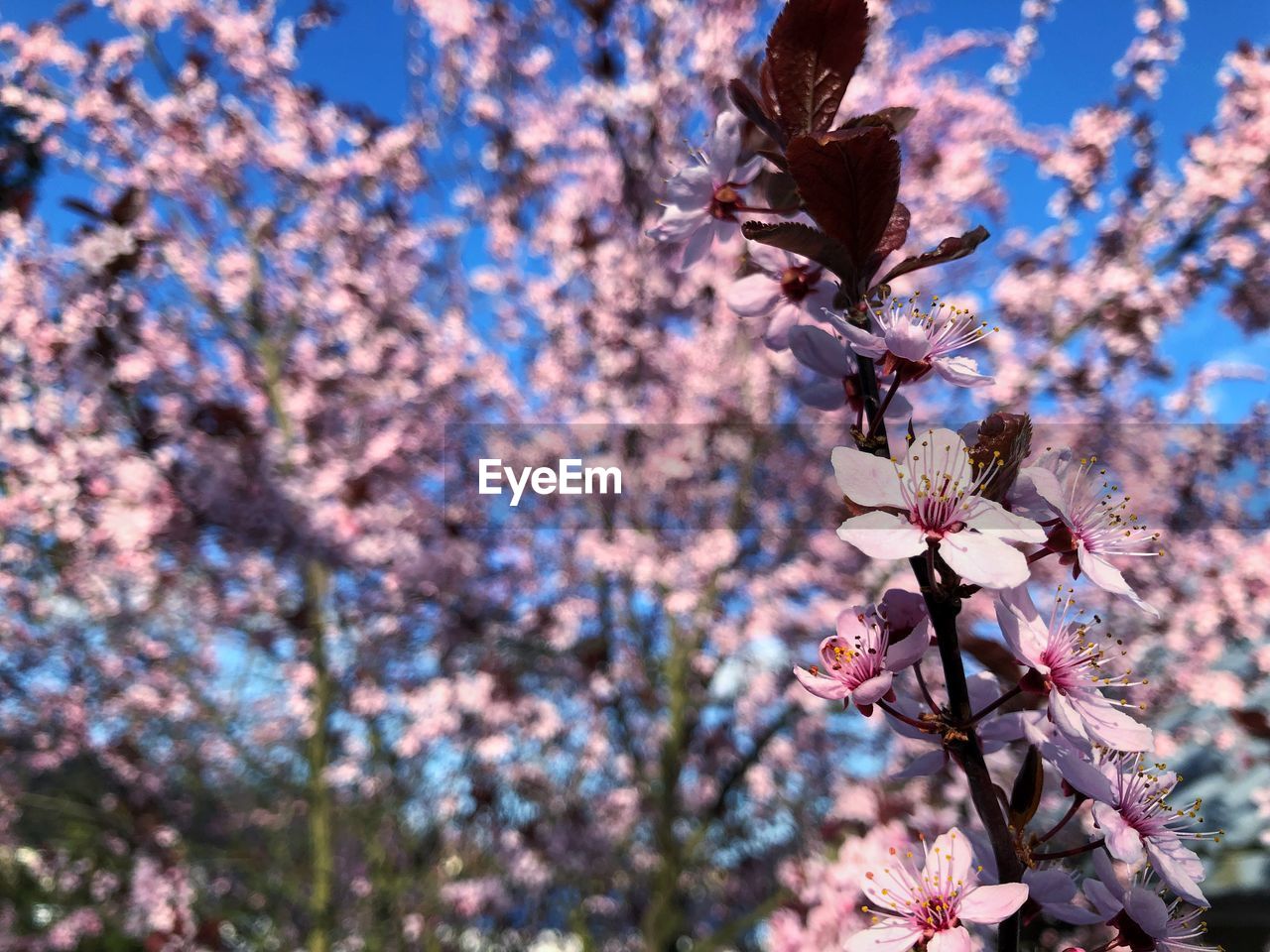 Close-up of pink cherry blossom tree