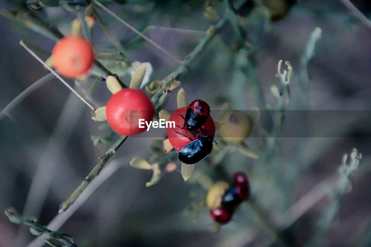 CLOSE-UP OF CHERRIES ON PLANT