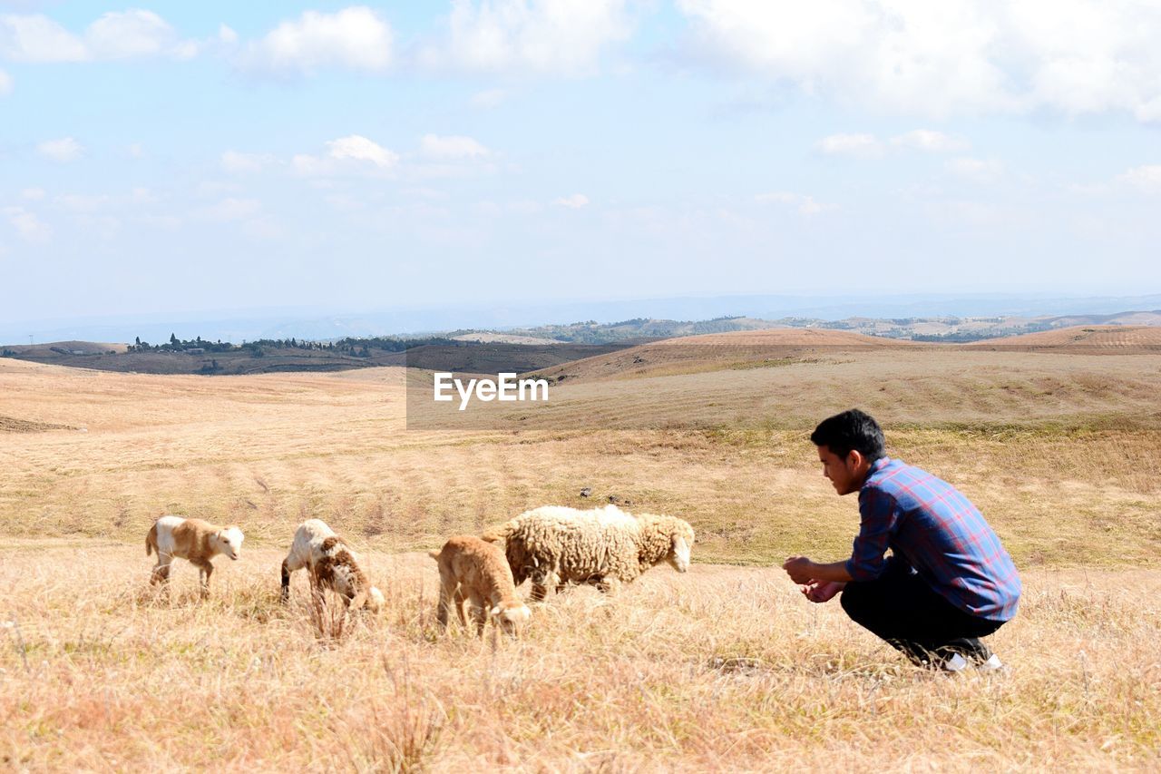 Young man crouching with sheep on field during sunny day