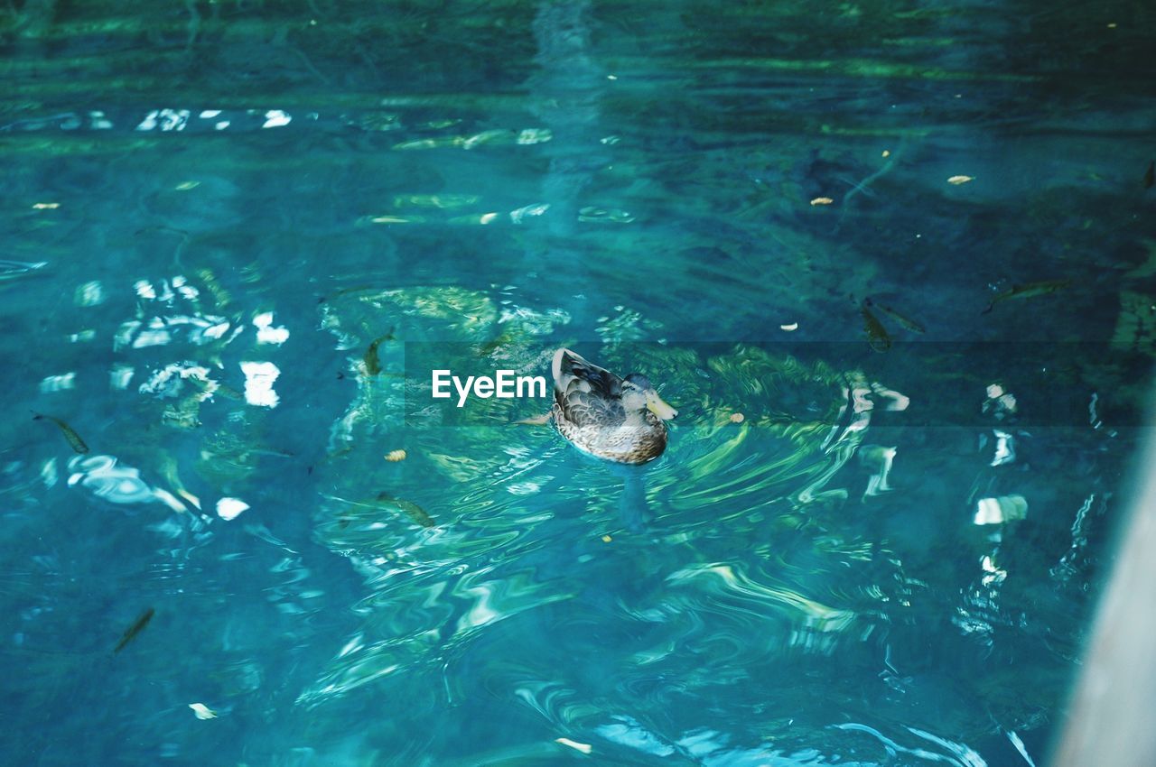 HIGH ANGLE VIEW OF TURTLE IN WATER