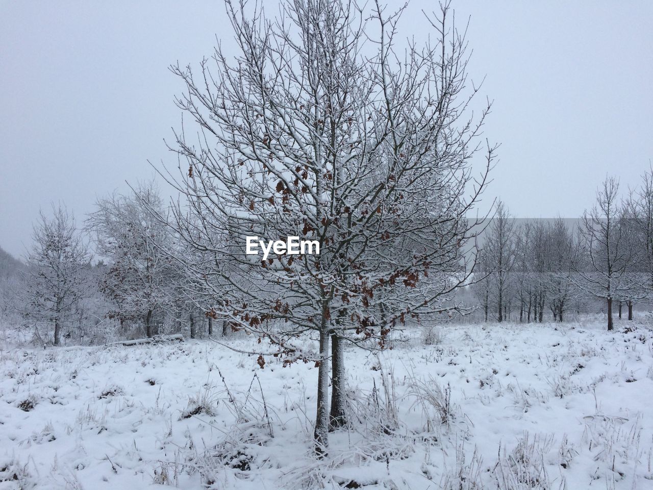 BARE TREES ON SNOW COVERED LANDSCAPE