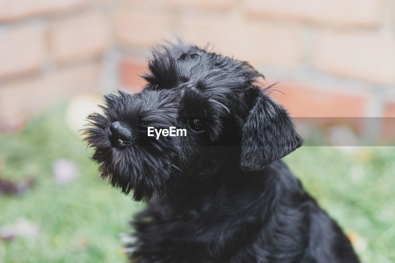 Black miniature schnauzer puppy poses for a close up