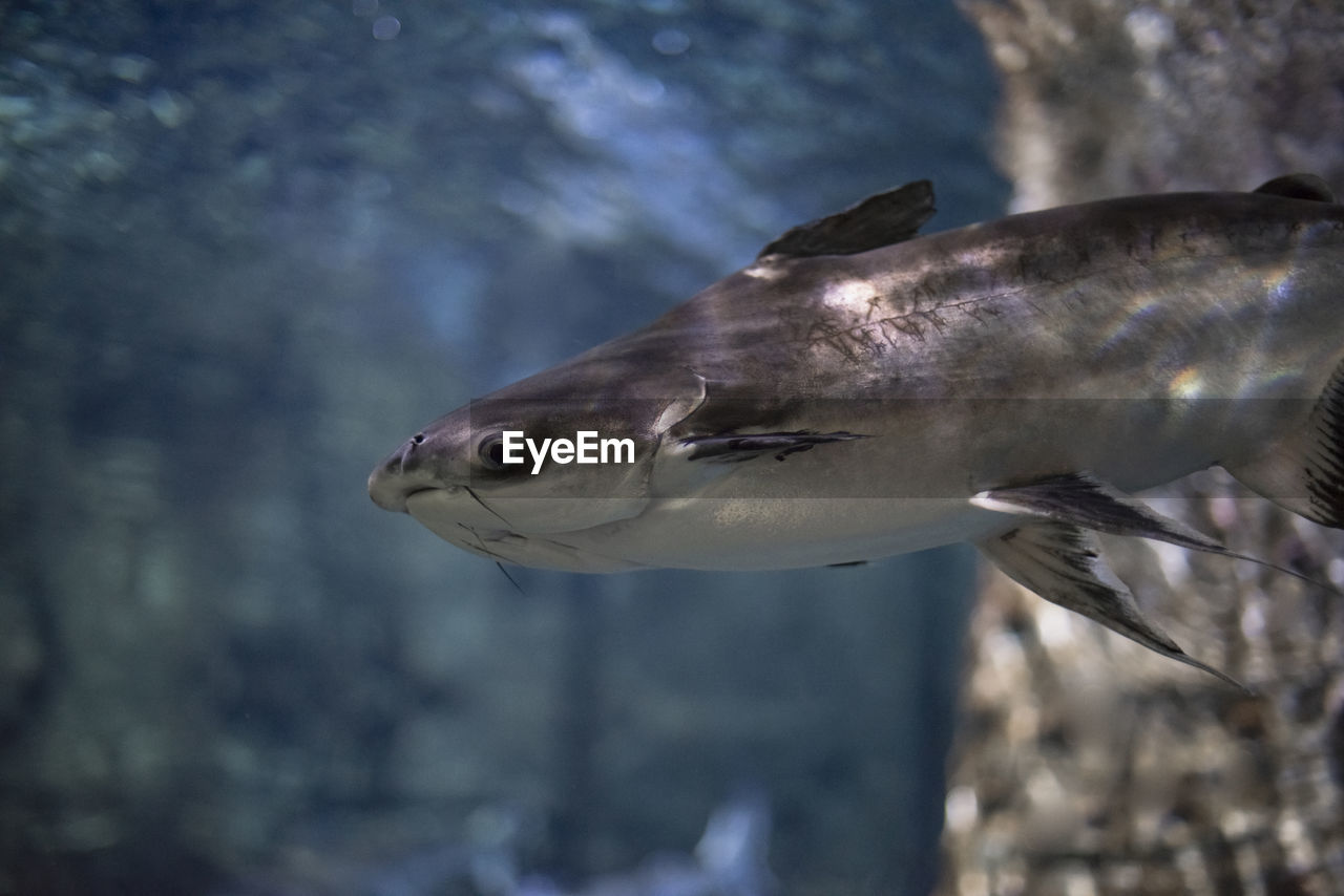 CLOSE-UP OF FISH UNDERWATER