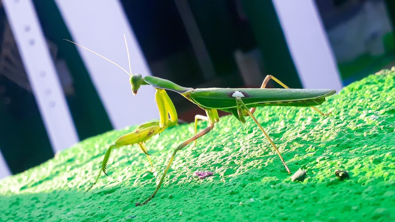 CLOSE-UP OF GRASSHOPPER ON LEAF