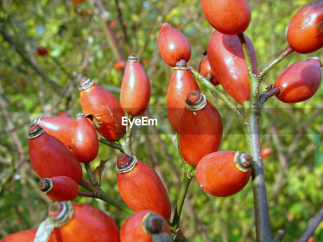 CLOSE-UP OF CHERRIES GROWING ON PLANT