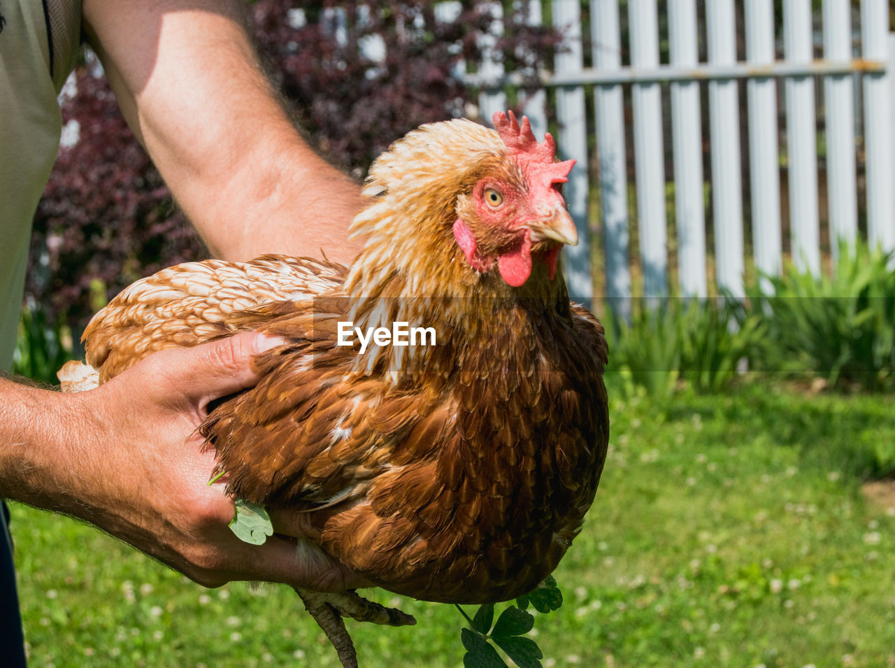 Brown chicken in male hands in sunny day