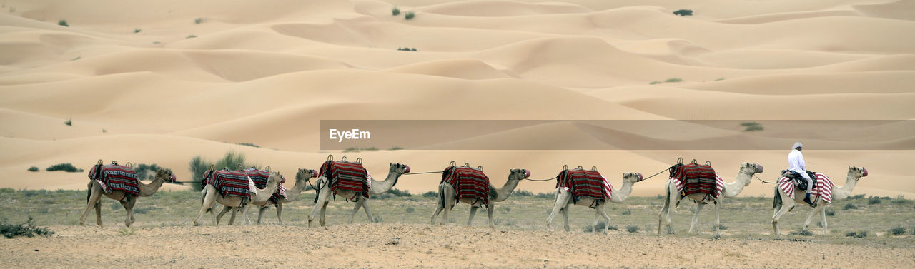 Camel train in desert
