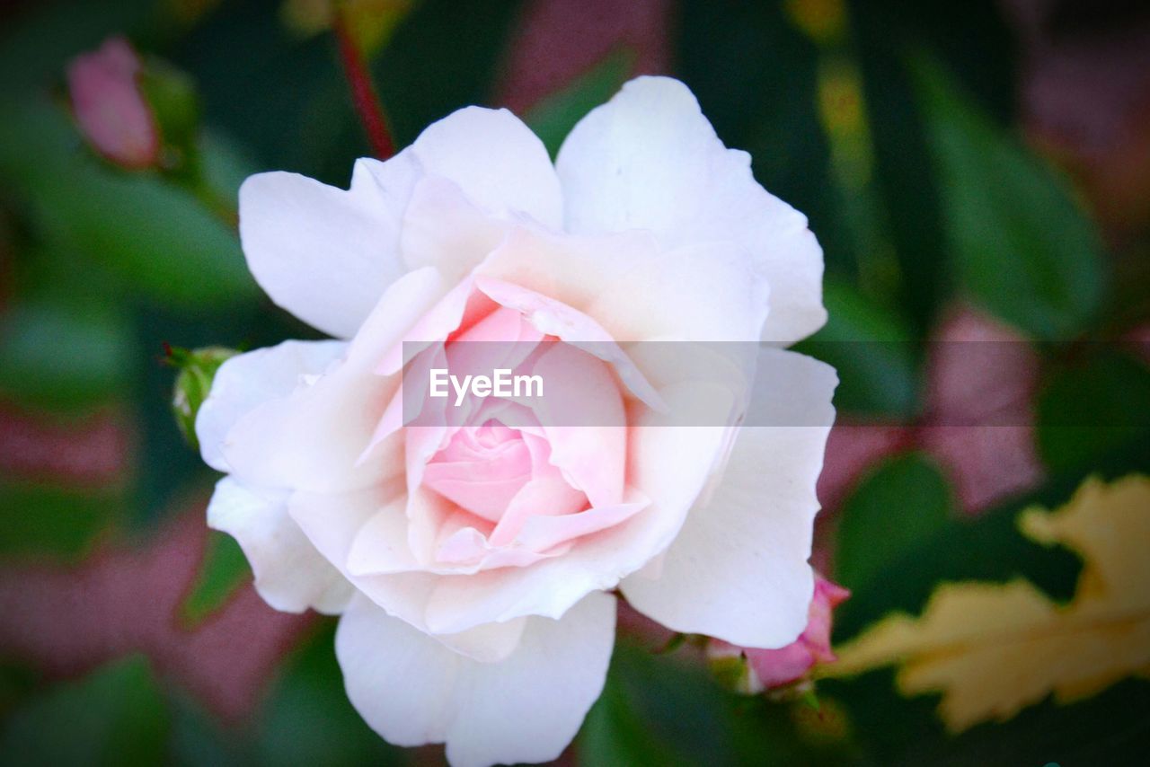 Elevated view of white rose in bloom